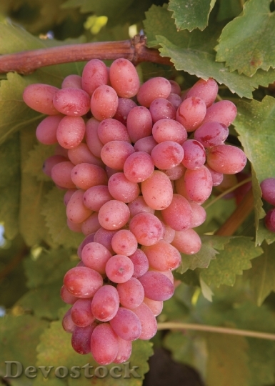 Devostock Grapes Grapevine Agriculture Winery 4