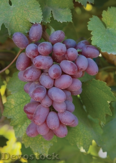 Devostock Grapes Grapevine Agriculture Winery