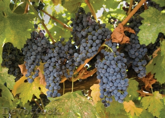 Devostock Grapes Grapevine Agriculture Winery 5