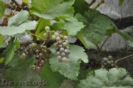 Devostock Grapes Grapevine Vines Winegrowing