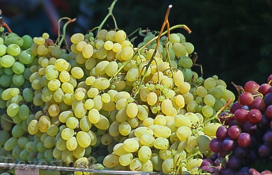 Devostock Grapes Group Bunches Grapes