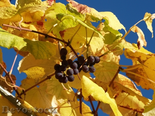Devostock Grapes Leaves Autumn Mood