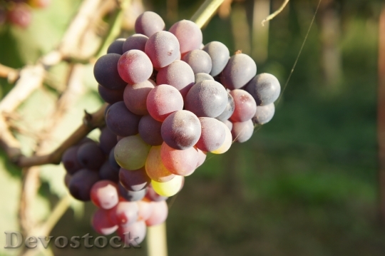Devostock Grapes Plants Fruit Blue