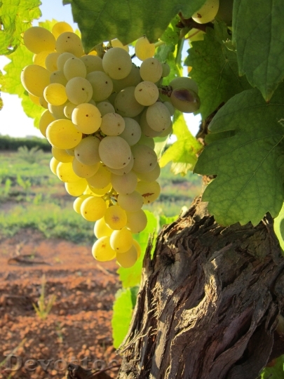 Devostock Grapes Sun Plant Wine