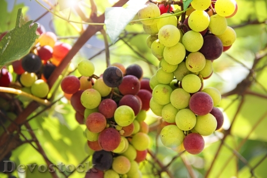 Devostock Grapes Vine Blue Winegrowing