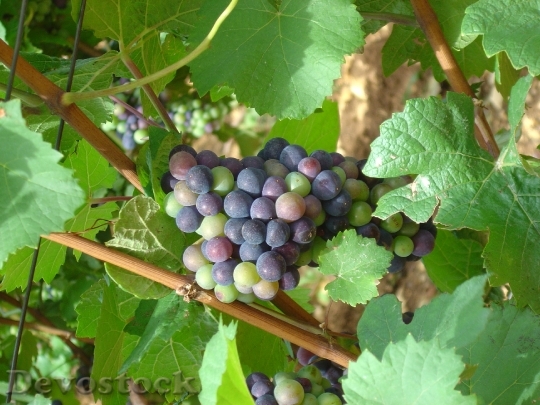 Devostock Grapes Vine Grape Blue