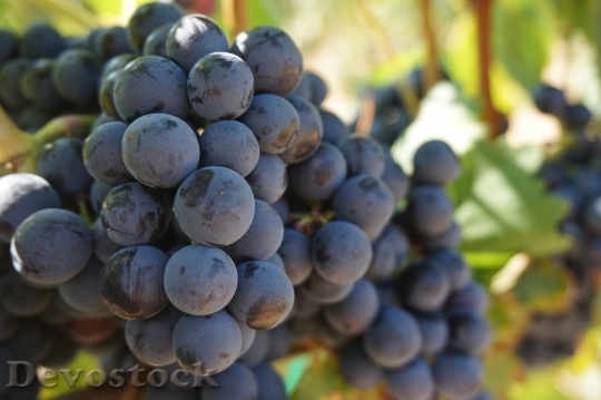 Devostock Grapes Vine Grape Vine