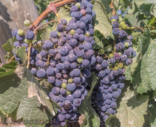 Devostock Grapes Vine Parra Vineyard 0
