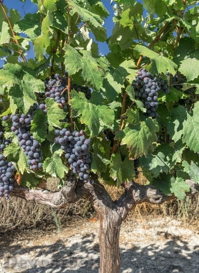 Devostock Grapes Vine Parra Vineyard 1