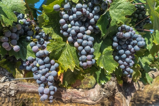 Devostock Grapes Vine Parra Vineyard 2
