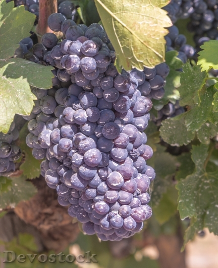 Devostock Grapes Vine Parra Vineyard