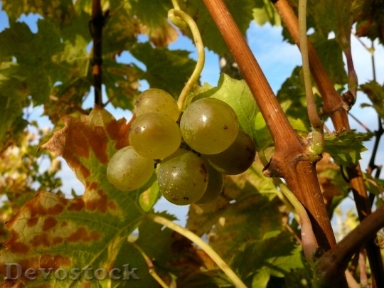 Devostock Grapes Vine Vineyard Autumn
