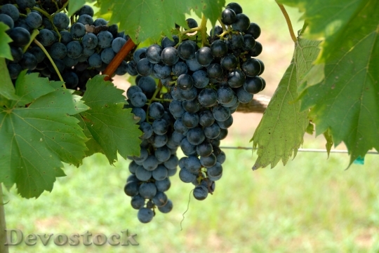 Devostock Grapes Vine Vineyard Fruit