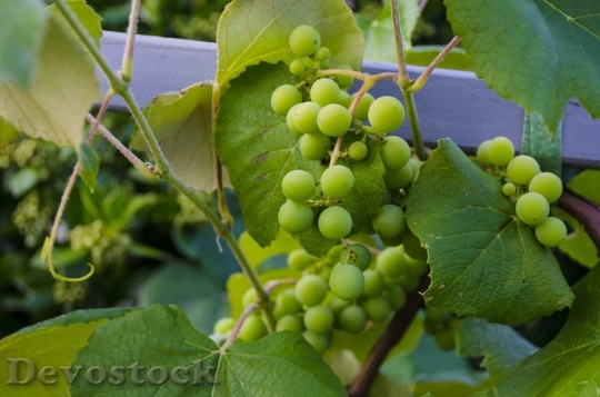 Devostock Grapes Vine Vineyard Grapevine