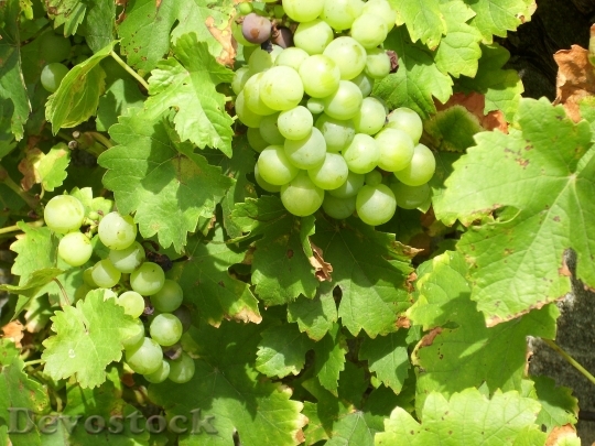 Devostock Grapes Vines Nature Plant