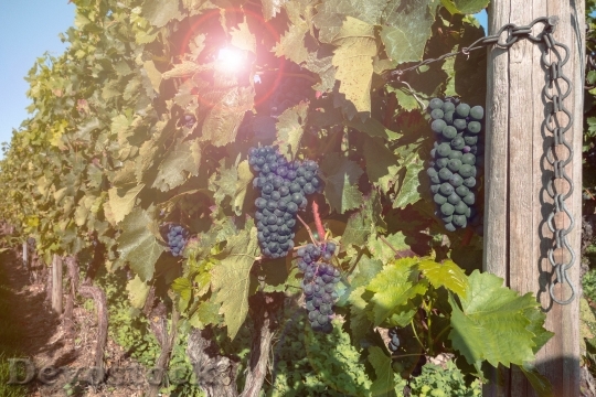 Devostock Grapes Vines Vineyard Winegrowing