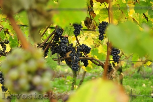 Devostock Grapes Vineyard Fruit Vine