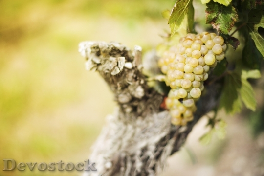 Devostock Grapes Vineyard Fruit Wine 0