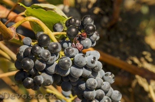 Devostock Grapes Vineyard Fruit Wine 2