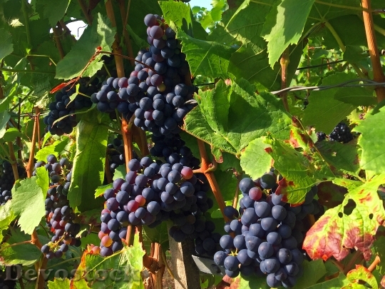 Devostock Grapes Vineyard Rebstock 957937