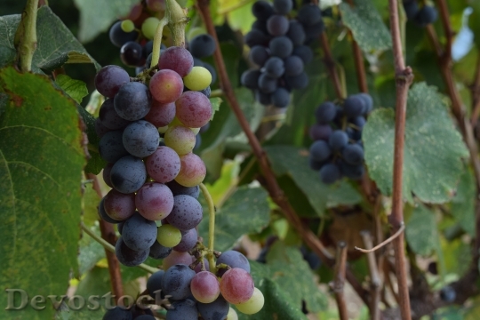 Devostock Grapes Vineyard Viticulture Harvest