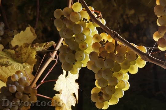 Devostock Grapes Wine Fruit Winegrowing 1
