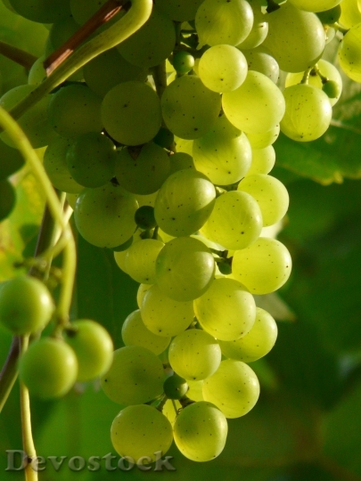 Devostock Grapes Wine Plant Plantation