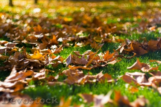 Devostock Grass Leaves Autumn Fall