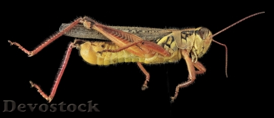 Devostock Grasshopper2 U Side Md