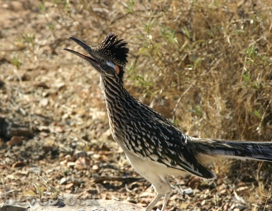 Devostock Greater Roadrunner Bird Wildlife 1