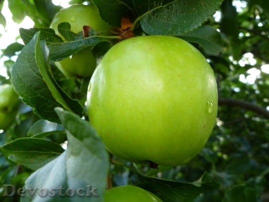 Devostock Green Apple Fruit Rain