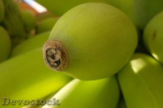 Devostock Green Bananas Tip Garden