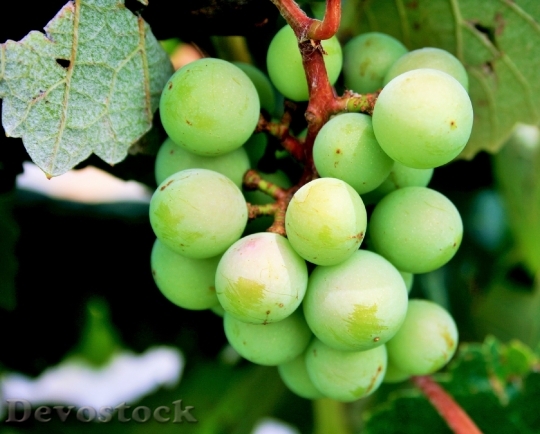 Devostock Green Grape Closeup