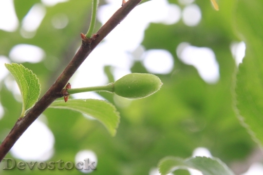 Devostock Green Growing Plums Prunus