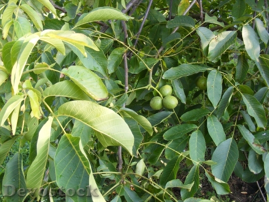 Devostock Green Immature Leaf Tree