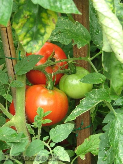 Devostock Green Red Tomatoes In