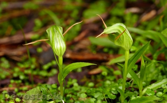Devostock Greenhood Orchids Pterostylis Species