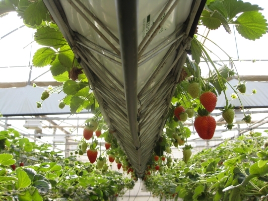 Devostock Greenhouse Strawberries Fruit 354301