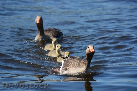 Devostock Grey Geese Family Waterfowl 0