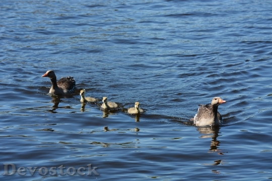 Devostock Grey Geese Family Waterfowl 1