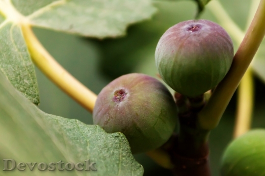 Devostock Growing Figs On Tree