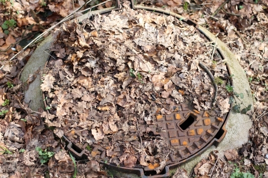 Devostock Gulli Leaves Autumn Brown