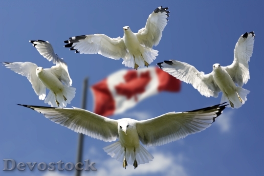 Devostock Gulls Formation Flag Sky