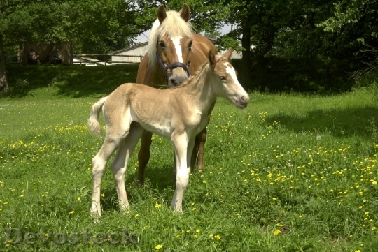 Devostock Haflinger Foal Mare Horses 0
