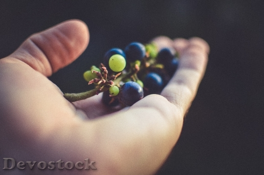 Devostock Hand Leaf Fruits Grapes