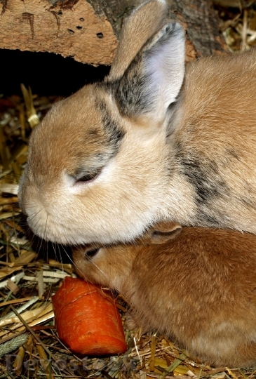 Devostock Hare Baby Rabbit Family
