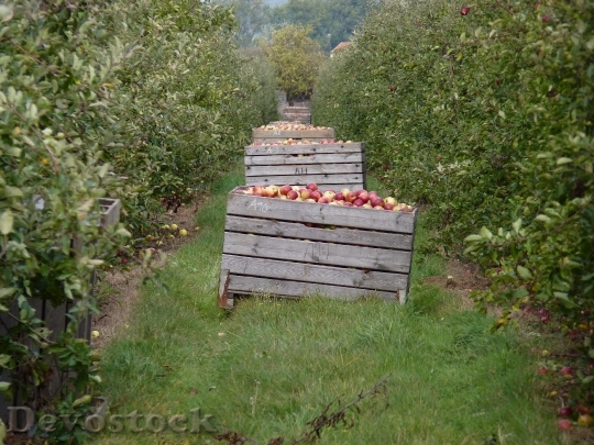 Devostock Harvest Apple Plantation Fruits