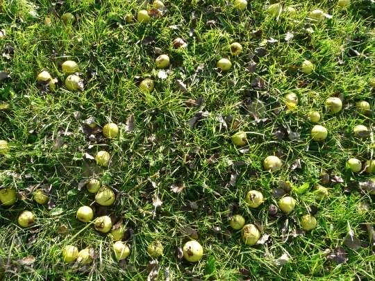 Devostock Harvest Fruit Pears Fruits