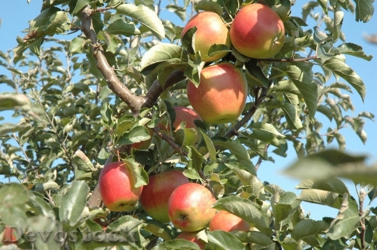 Devostock Harvest Time Apple Harvest