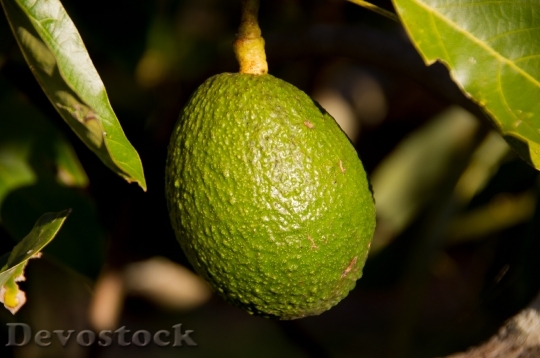 Devostock Hass Avocado Avocado Fruit